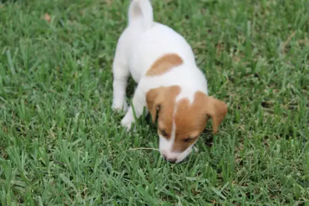 Good natured Jack Russel puppies now available